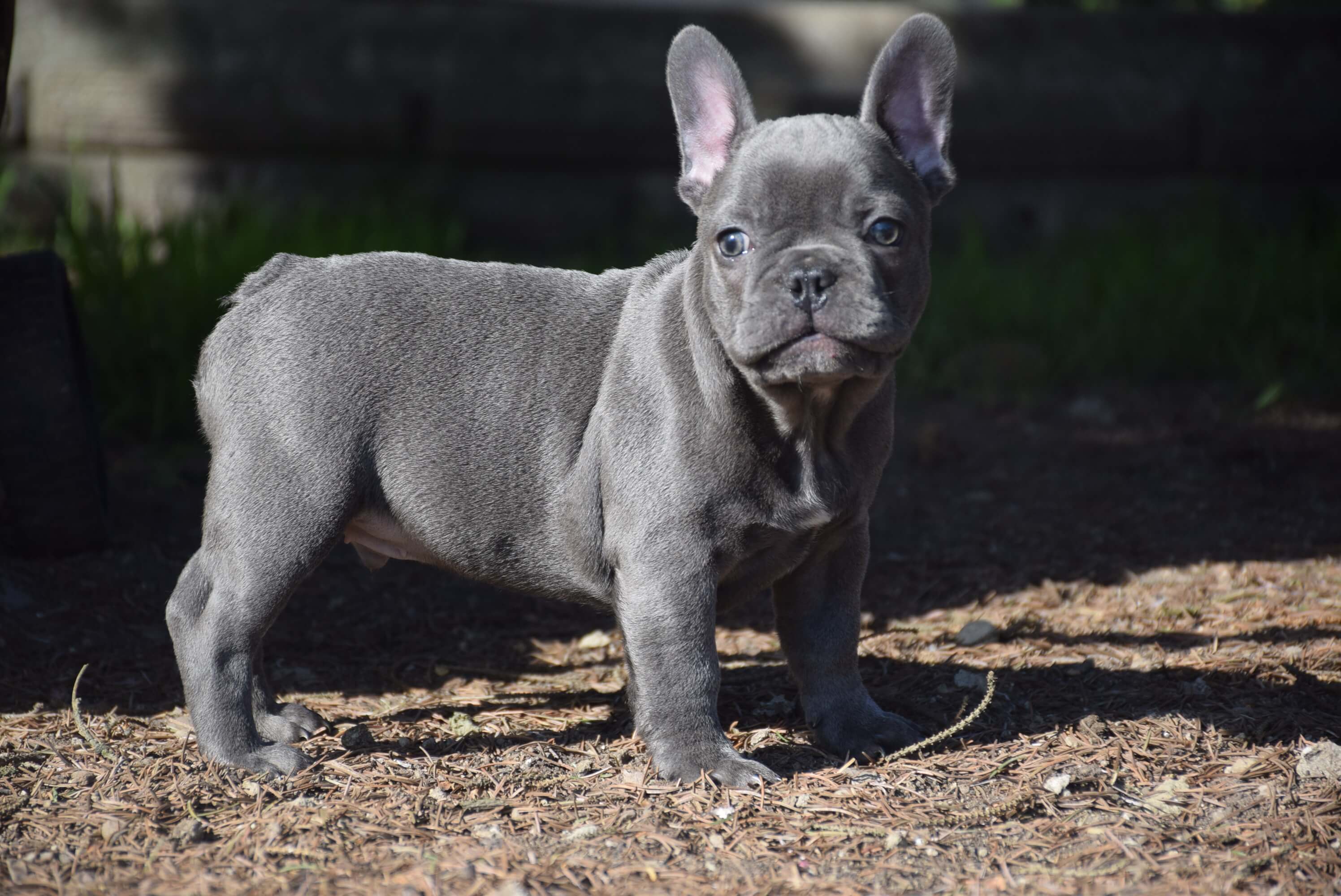 bulldog